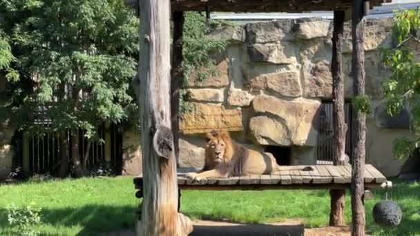 Beautiful Lion Lies Sunbathes Sun Lion King Beasts Relaxing Stock — Video Stock
