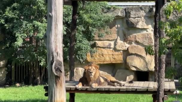 Beautiful Lion Lies Sunbathes Sun Lion King Beasts Relaxing Stock — Stockvideo