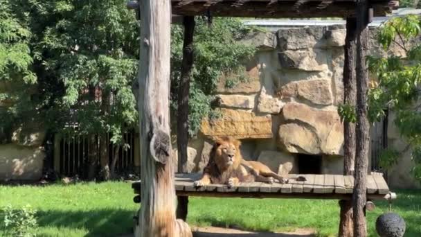 Beautiful Lion Lies Sunbathes Sun Lion King Beasts Relaxing Stock — Stockvideo