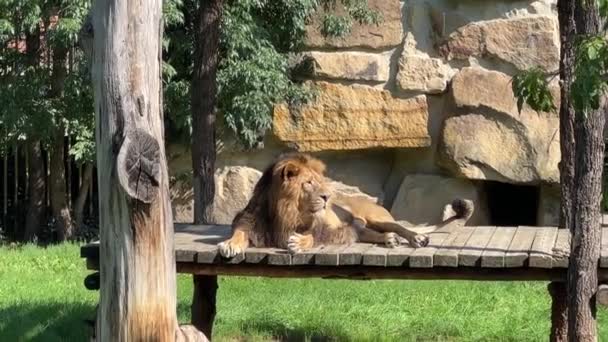 Beautiful Lion Lies Sunbathes Sun Lion King Beasts Relaxing Stock — Video