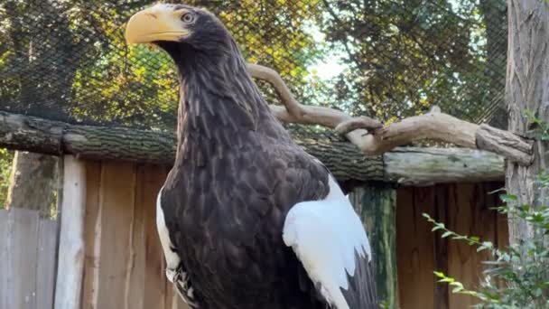 Gaze Powerful Eagle Steller Sea Eagle Heaviest Eagle World Stock — Video Stock