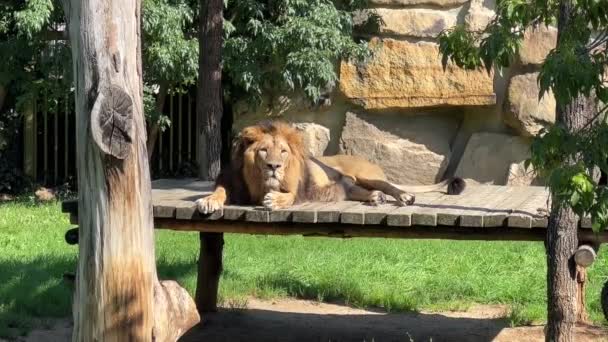 Beautiful Lion Lies Sunbathes Sun Lion King Beasts Relaxing Stock — Vídeo de stock
