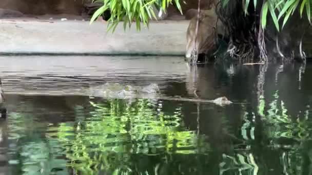 Crocodile Gently Silently Swims Its Target Crocodile Swims Open Eyes — Stockvideo