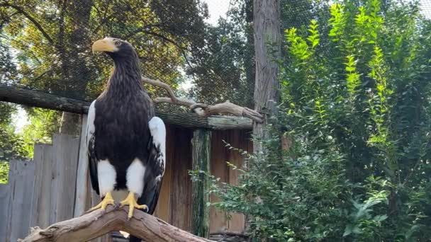 Eagle Strong Claws Gaze Powerful Eagle Steller Sea Eagle Heaviest — Stockvideo