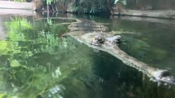 Crocodile Swims Open Eyes Crocodile Eye Crocodile Gaze Stock Video — стоковое видео