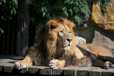 Close-up gaze of a powerful lion. Beautiful lion lies and sunbathes in the sun. Strong lion closeup. The lion is the king of beasts. Lion profile stock photo.