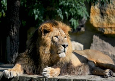 Aslan hayvanların kralıdır..