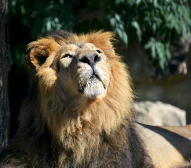 Close-up gaze of a powerful lion. Beautiful lion lies and sunbathes in the sun. Strong lion closeup. The lion is the king of beasts. Lion face stock photo.