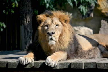 Close-up gaze of a powerful lion. Beautiful lion lies and sunbathes in the sun. Strong lion closeup. The lion is the king of beasts. Lion face stock photo.