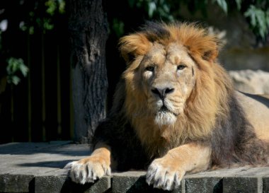 Close-up gaze of a powerful lion. Beautiful lion lies and sunbathes in the sun. Strong lion closeup. The lion is the king of beasts. Lion face stock photo.