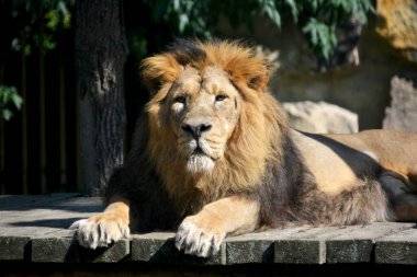 Close-up gaze of a powerful lion. Beautiful lion lies and sunbathes in the sun. Strong lion closeup. The lion is the king of beasts. Lion face stock photo.