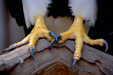 Kartal pençelerinin Macro fotoğrafı. Bir kartalın güçlü pençeleri.
