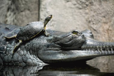 Gharial in the water with a turtle on its back. Gharial swims with open eyes. Crocodile eye.
