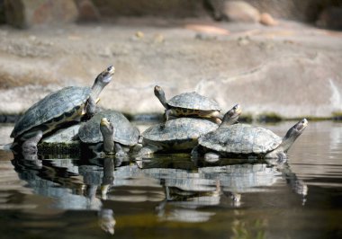Big family of turtles. The world of animals.