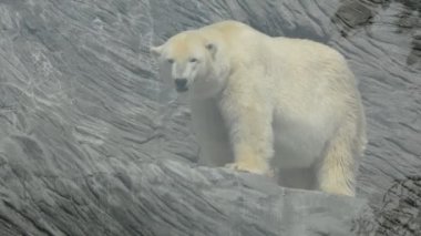 A powerful and beautiful polar bear. The gaze of a polar bear. Face to face with a polar bear. The world of animals. Relaxing stock video footage.