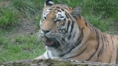 Tiger resting on the green grass. Eye of the tiger. The world of animals.