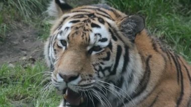 Tiger resting on the green grass. Eye of the tiger. The world of animals.