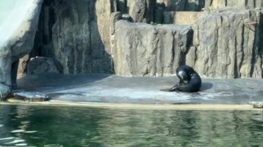 Cape fur seals. The seal swims beautifully in the water. The world of animals.