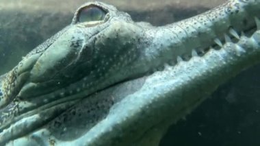 Close-up of a crocodile's head. Gharial swims with open eyes. Crocodile eye. Stock video footage. 4K