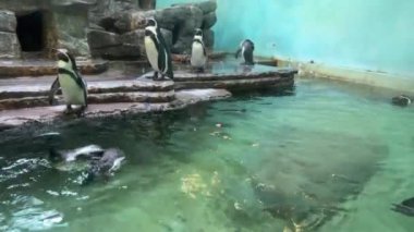 Wonderful penguins near the pond. The world of animals. Relaxing stock video footage.