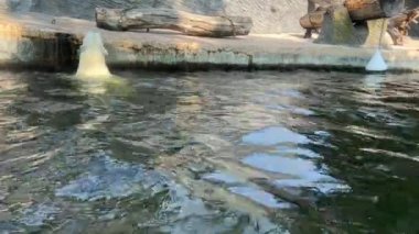 Polar bear taking a bath. Entertainment and enjoyment. Polar bear lies in the water and enjoys. Fun and pleasure. The world of animals. Relaxing stock video footage.