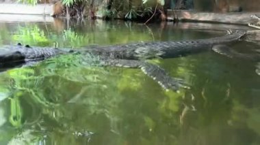 Gharial swims with open eyes. Crocodile eye. The world of animals. Relaxing stock video footage.