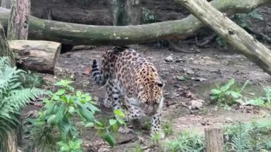 Beautiful leopard. The world of animals. Relaxing stock video footage.