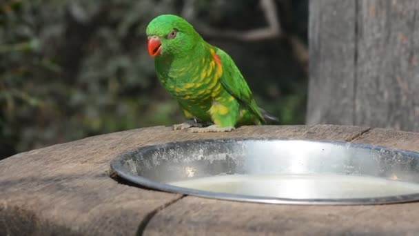 Very Beautiful Parrot World Animals Relaxing Stock Video Footage — Vídeo de stock