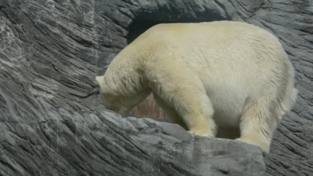Powerful Beautiful Polar Bear Gaze Polar Bear Face Face Polar — Wideo stockowe