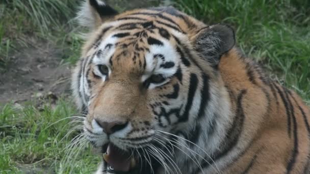 Tiger Resting Green Grass Eye Tiger World Animals — Videoclip de stoc