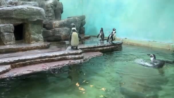 Wonderful Penguins Pond World Animals — стоковое видео