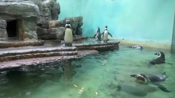 Wonderful Penguins Pond World Animals — Wideo stockowe