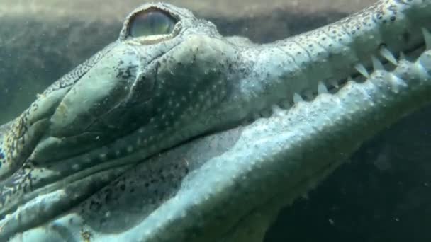 Close Crocodile Head Gharial Swims Open Eyes Crocodile Eye Stock — Stockvideo