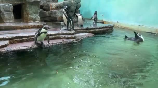 Wonderful Penguins Pond World Animals — Vídeos de Stock