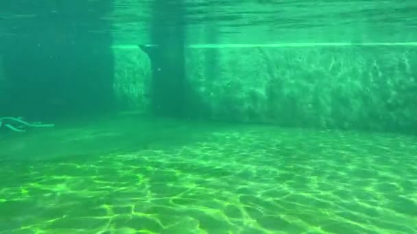 Cape Fur Seals Seal Swims Beautifully Water World Animals Relaxing — Stok video