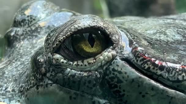 Retrato Crocodilo Macro Tiro Uma Cabeça Crocodilo — Vídeo de Stock