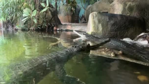 Weird Crocodile Games Three Swimming Crocodiles — Vídeos de Stock