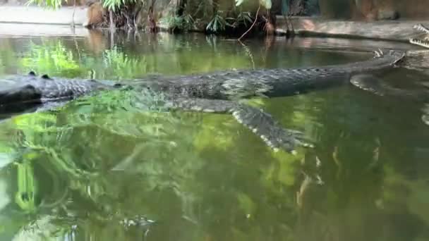 Gharial Swims Open Eyes Crocodile Eye World Animals Relaxing Stock — стокове відео