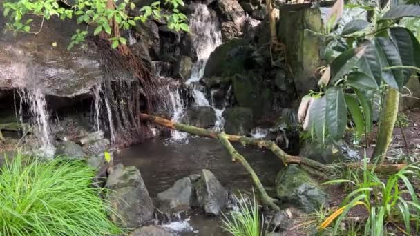 Waterfall Middle Flowering Trees Relaxing Stock Video Footage — Video