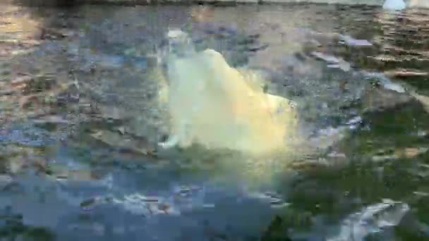 Polar Bear Taking Bath Entertainment Enjoyment Polar Bear Lies Water — ストック動画