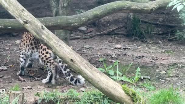 Beautiful Leopard World Animals Relaxing Stock Video Footage — Vídeo de stock