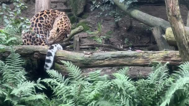Прекрасний Леопард Світ Тварин Розслабляючі Відеозаписи Складі — стокове відео