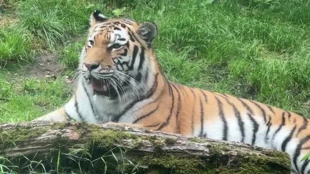 Tiger Resting Green Grass Eye Tiger World Animals — Vídeo de Stock
