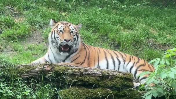 Тигр Лежить Зеленій Траві Око Тигра Світ Тварин — стокове відео