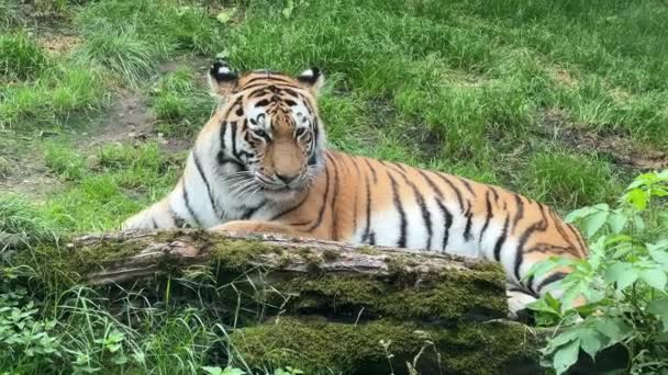 Kraftfull Tiger Närbild Tigers Blick Tigerns Öga Tigers Flin Tiger — Stockvideo