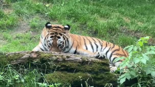 Tiger Resting Green Grass Eye Tiger World Animals — Video