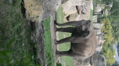 Elephants enjoy a summer day. Vertical video for social media. Relaxing stock video footage.