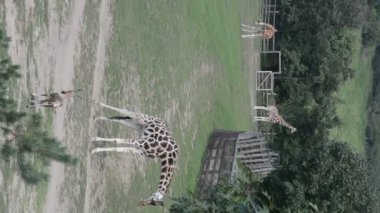Giraffe almost always stands and sleeps very little. Vertical video for social media. Relaxing stock video footage.