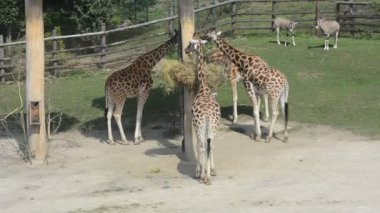 Giraffe almost always stands and sleeps very little. The world of animals. Relaxing stock video footage.