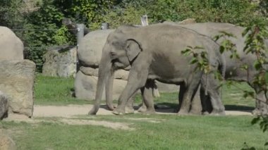 Elephants enjoy a summer day. The world of animals. Relaxing stock video footage.